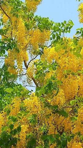Amaltas tree